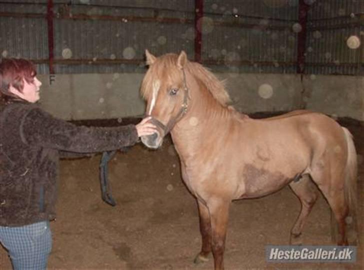 Islænder chili - undskyld ikke så godt  billede 2