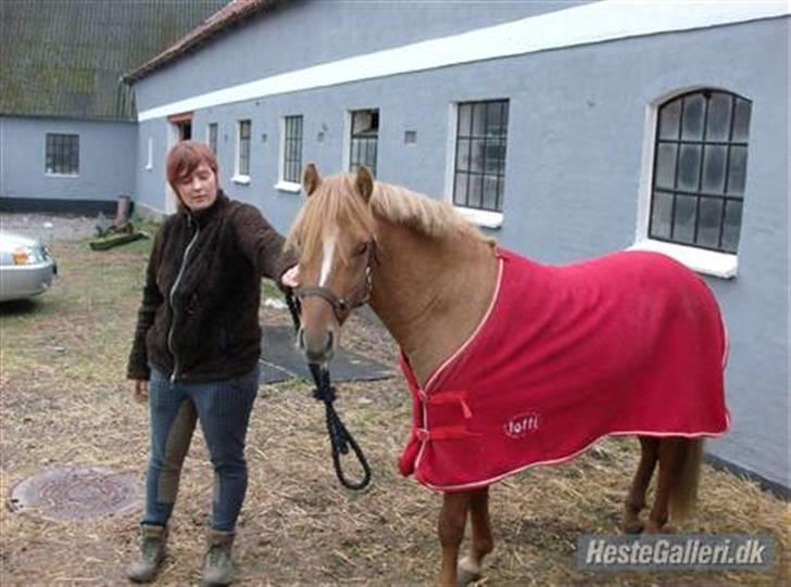 Islænder chili - det var salgs billedet inden vi købte han.Er han ikke bare sød  billede 3