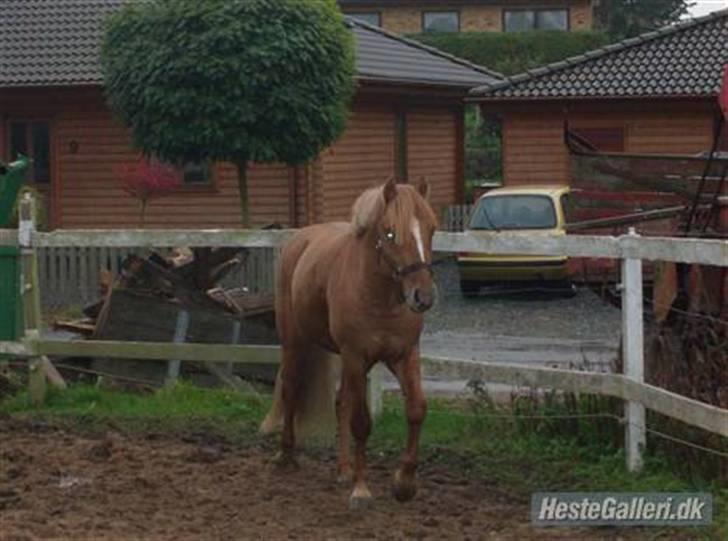 Islænder chili - jaaaa græs og jeg kan løbe frit  billede 4
