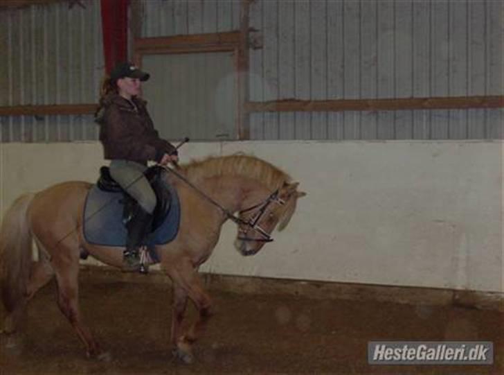 Islænder chili - prøv lige og se den blærerøv der men han er da sød  billede 5