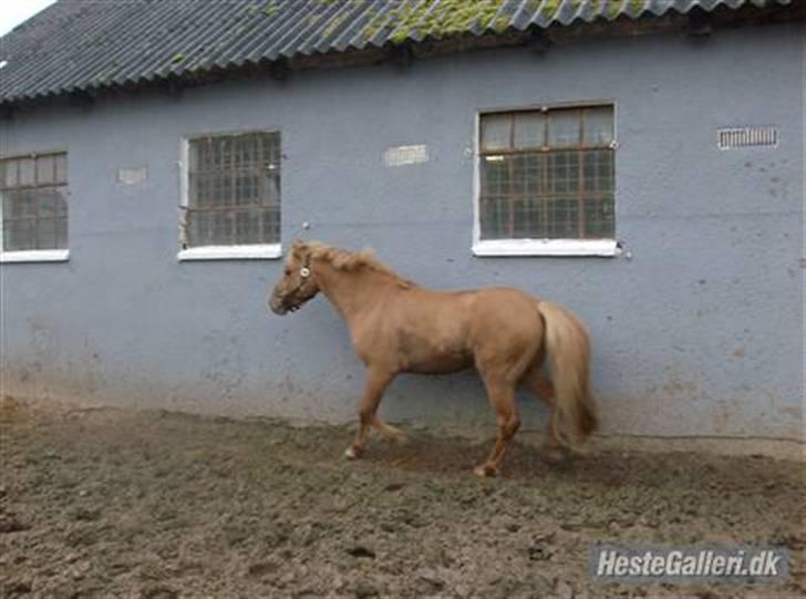 Islænder chili - vent lige tager lige en runde til billede 6