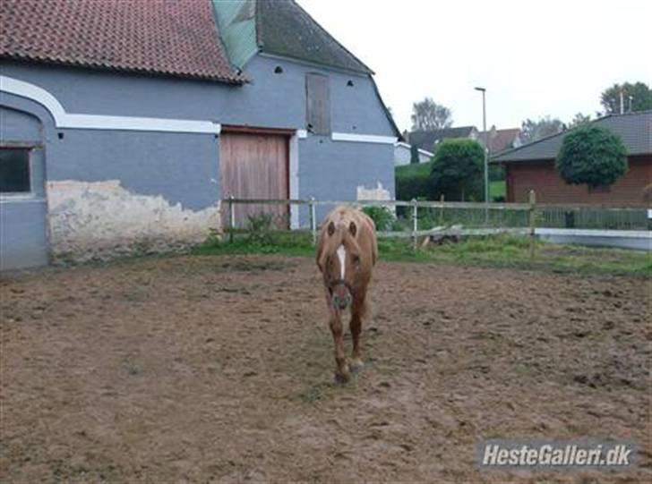 Islænder chili - ja ja nu komme jeg billede 7