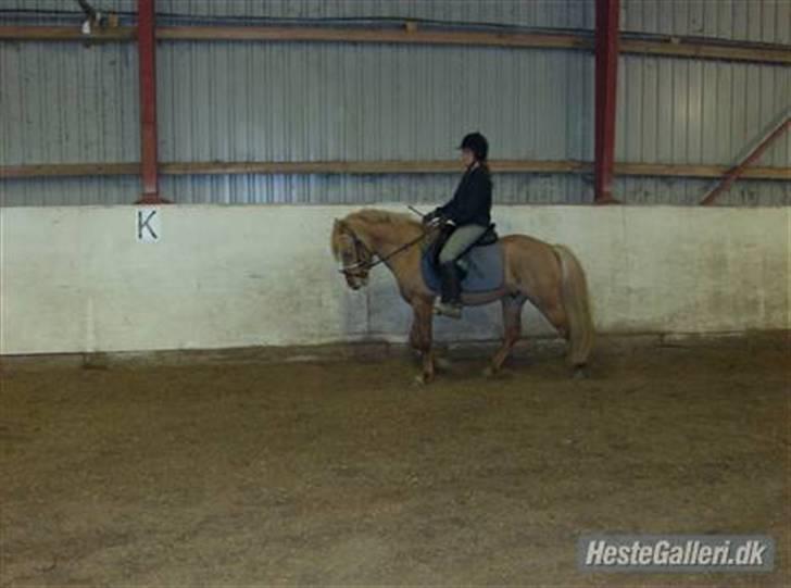 Islænder chili - prøv lige og se den blærerøv der men han er da sød  billede 8