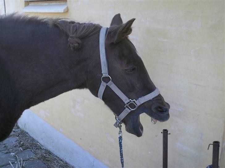 Anden særlig race Nikki Fra Højo *Aflivet og savnet* - Gaaaab. billede 10