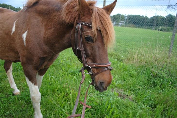 Anden særlig race Nikki Fra Højo *Aflivet og savnet* - Du er perfekt, på alle mulige mærkelige leder og kanter. billede 11