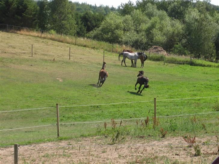 Oldenborg Grandessa (død) - Sommer gras kan de lide :D billede 9