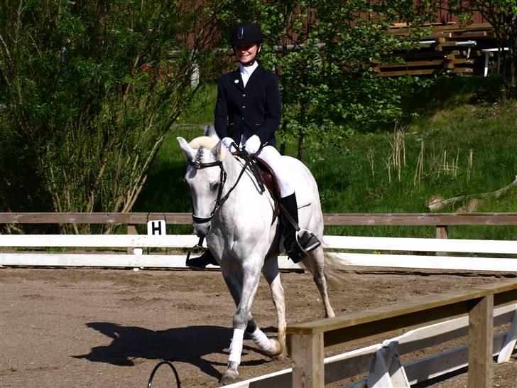 Welsh Pony (sec B) Bjerregårds Santos - -. første stævne på santossen(; (Foto: Signe Rich) Tak (; billede 4