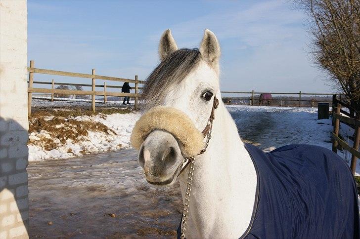 Welsh Pony (sec B) Bjerregårds Santos - altså.. indrøm det lige.. min pony er da smuk<3 billede 5