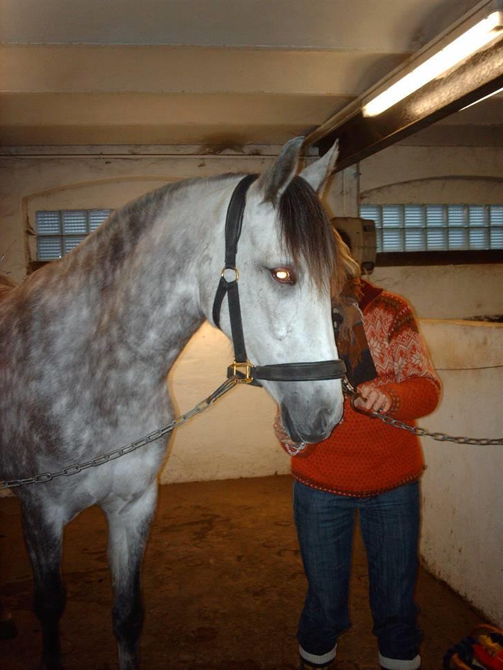 Pura Raza Española Bella Finata billede 11