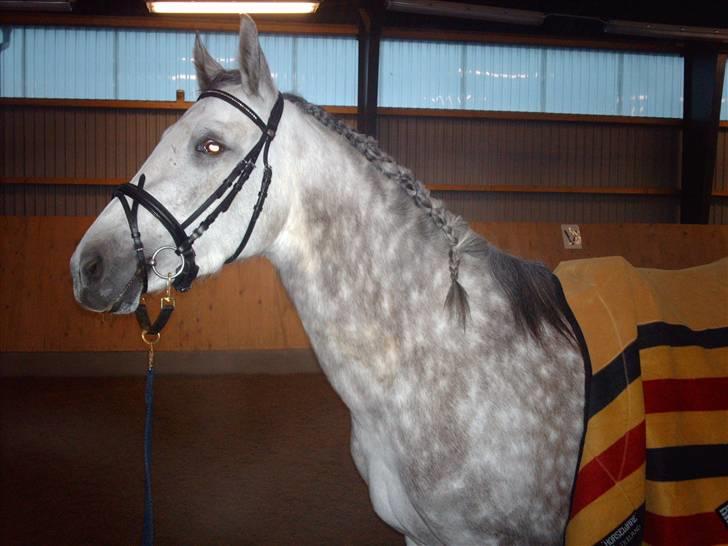 Pura Raza Española Bella Finata billede 12