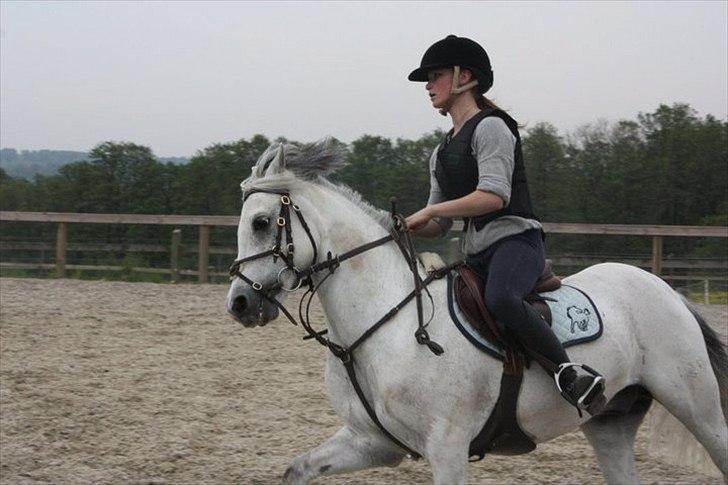 Welsh Pony (sec B) Bjerregårds Santos - ihh, jeg ved ikke hvorfor jeg elsker bare dette billede!<3 du er perfekt santos. billede 11