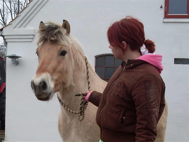 Fjordhest Ågerupgårds Samson - 2# På vej ud til folden efter en lang dag med billeder : p  // Foto : Natali Hansen  billede 2