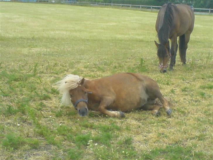 Shetlænder Søndergårds Franciska billede 8