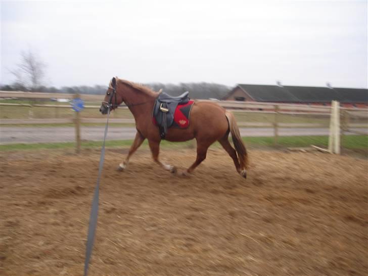 DSP Miss Buterfly *SOLGT* - Missy i longe - jan 09 billede 11