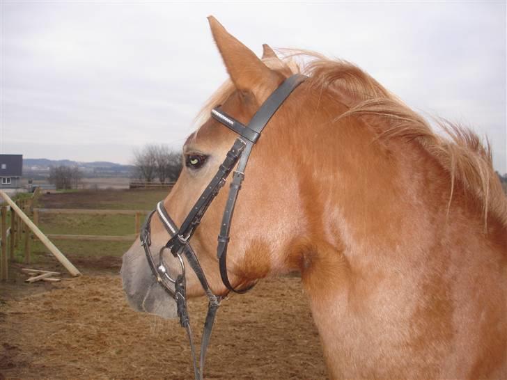 DSP Miss Buterfly *SOLGT* - Missy kigger efter de andre heste. billede 12