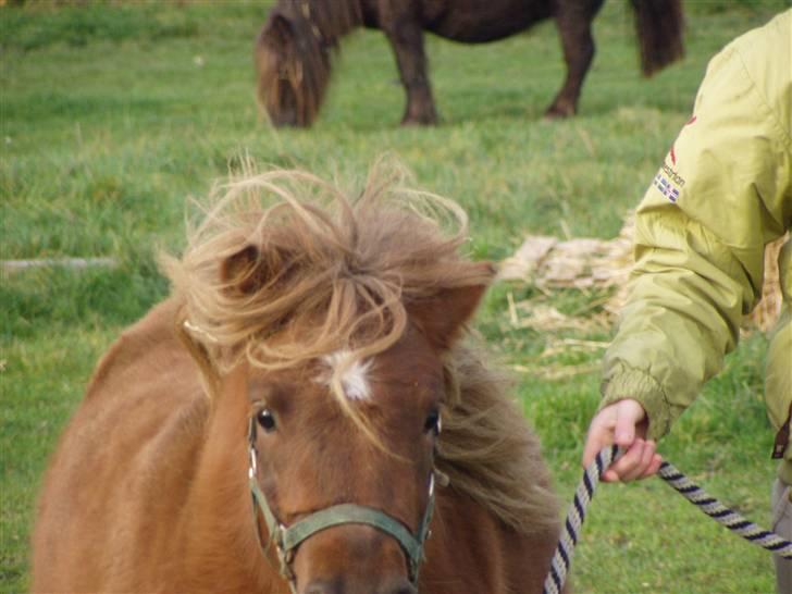 Shetlænder Søndergårds Frida billede 14