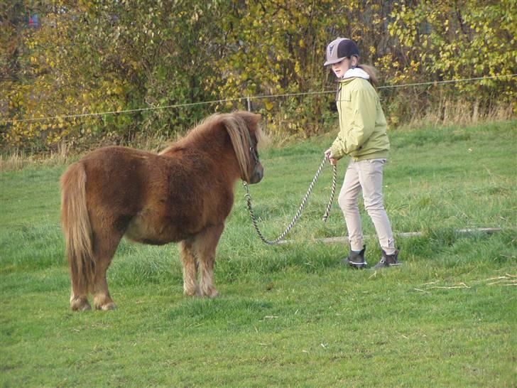 Shetlænder Søndergårds Frida billede 15