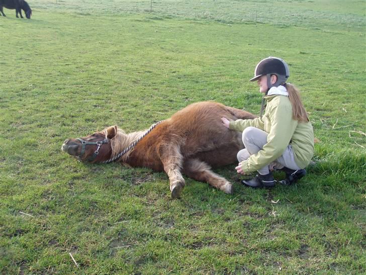 Shetlænder Søndergårds Frida billede 16