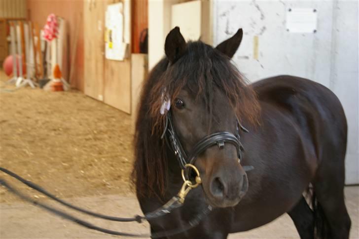 Dartmoor Celeste Frydenlund - solgt - lige efter hun var blevet vist frem <33 billede 10