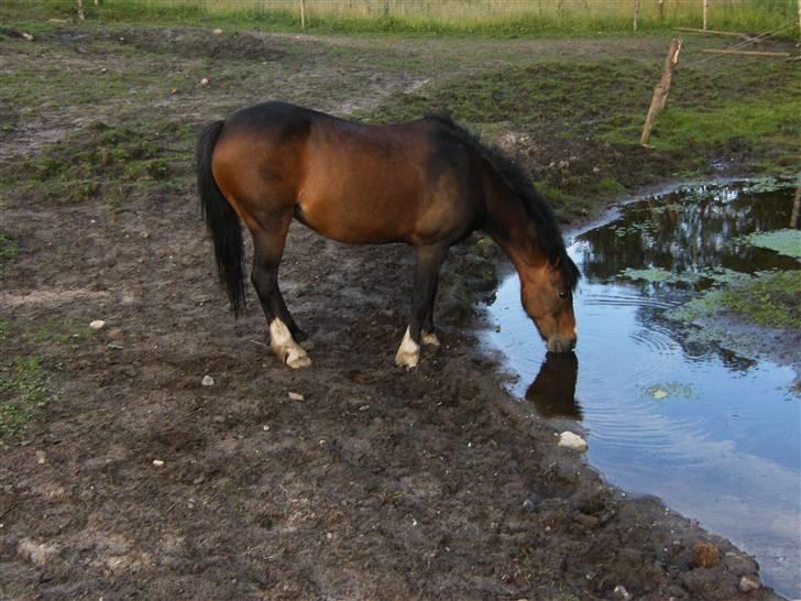 Welsh Pony af Cob-type (sec C) Fanny (Solgt) billede 19