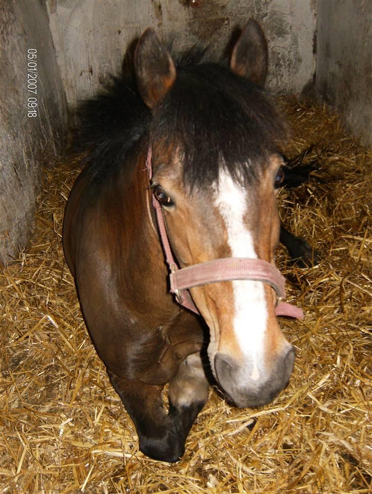 Welsh Pony af Cob-type (sec C) Fanny (Solgt) billede 20