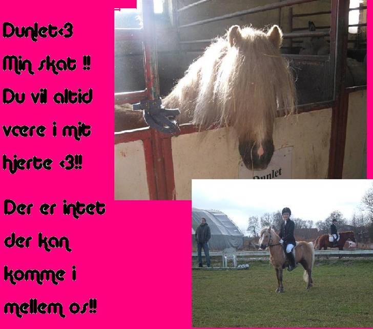 Anden særlig race Dunlet(har redet)<3<'3<3 billede 8
