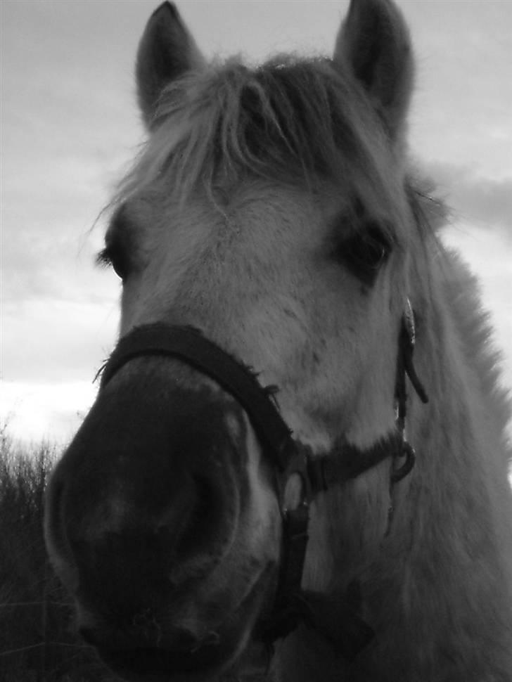 Fjordhest Figgo  - Figgo i januar måned (: billede 10