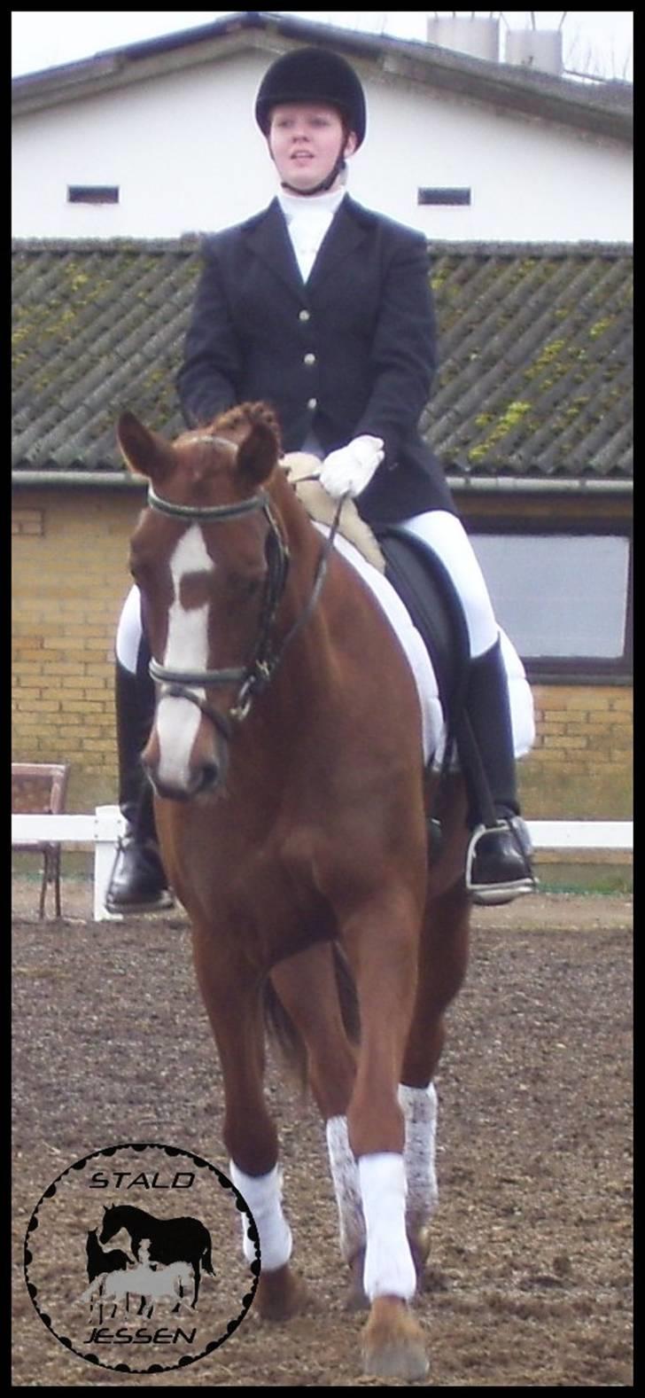 Dansk Varmblod Anastasia - Stævne BED 08 billede 11