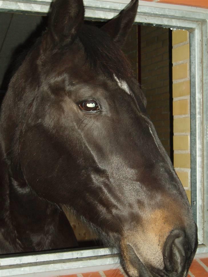 Oldenborg Catiopaja Højbogård billede 7