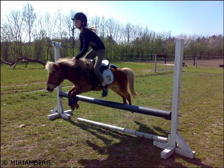 Shetlænder Ildka - Spring træning på pigen, Rebekka og Ildka, 50 cm. - D. 04-2009. billede 14