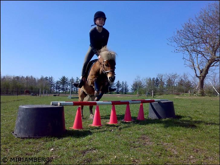 Shetlænder Ildka - D. 04-2009. billede 15