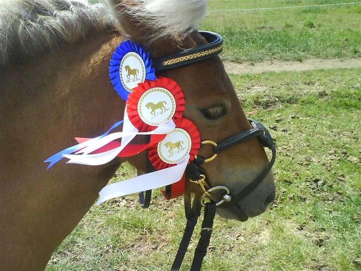 Shetlænder Ildka - Stævne. - Sommeren 2008. billede 16