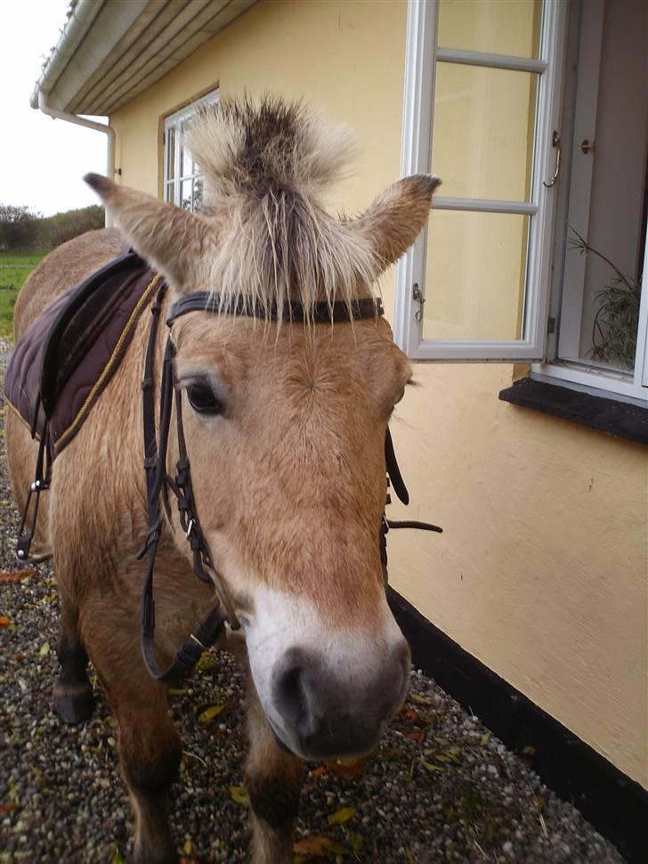 Fjordhest Tøsen - Velkommen til Tøsens profil..   billede 1