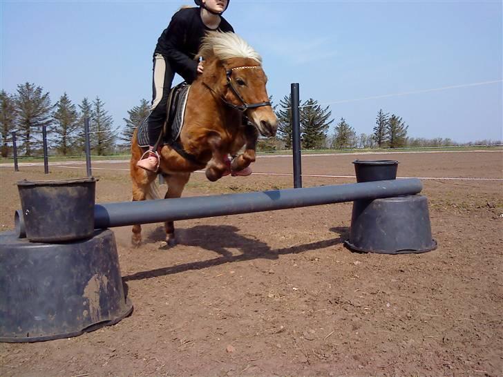 Shetlænder Ildka - Ildka og Rebekka til spring træning hjemme :-). - D. 04-2009. billede 17