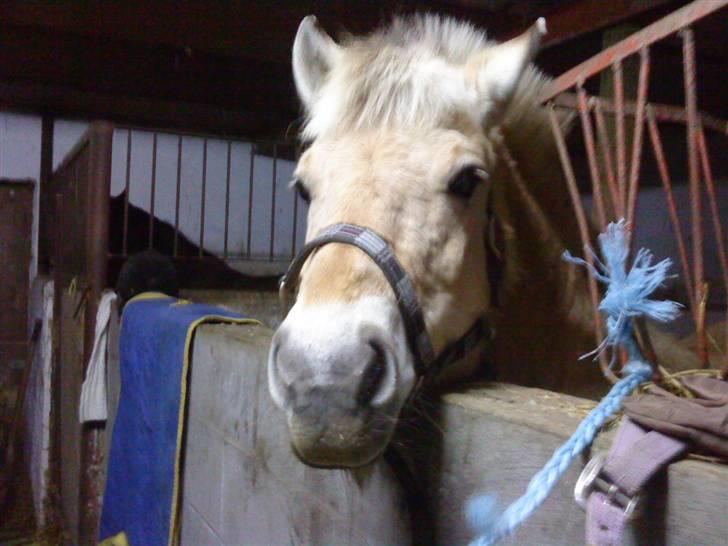 Fjordhest Tøsen billede 2