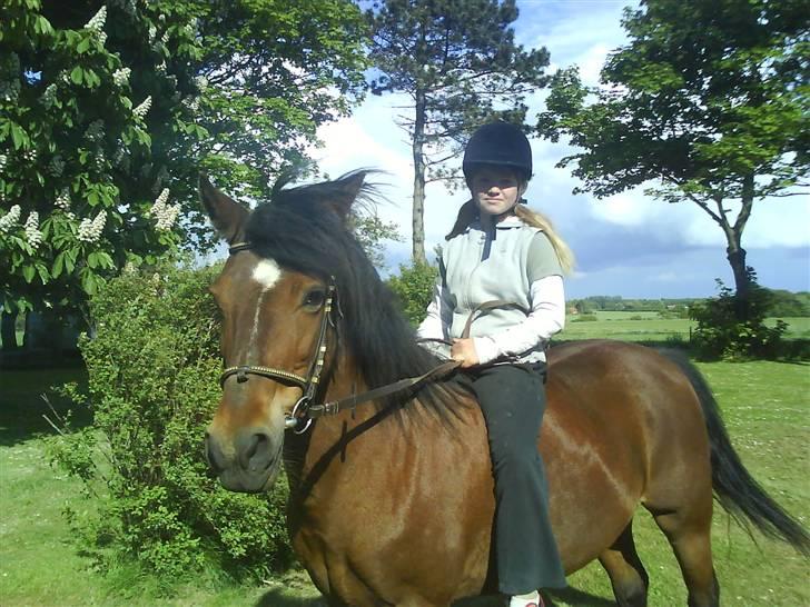 New Forest Starlight - Starlight og Heidi billede 16