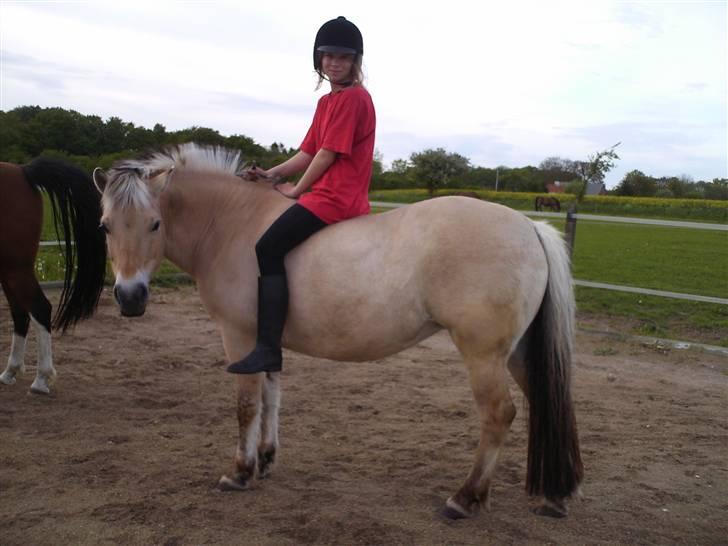 Fjordhest Tøsen - Mig og Tøsen (: billede 3