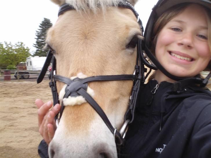 Fjordhest Tøsen - Tykke Tøsen sommeren 08 billede 4