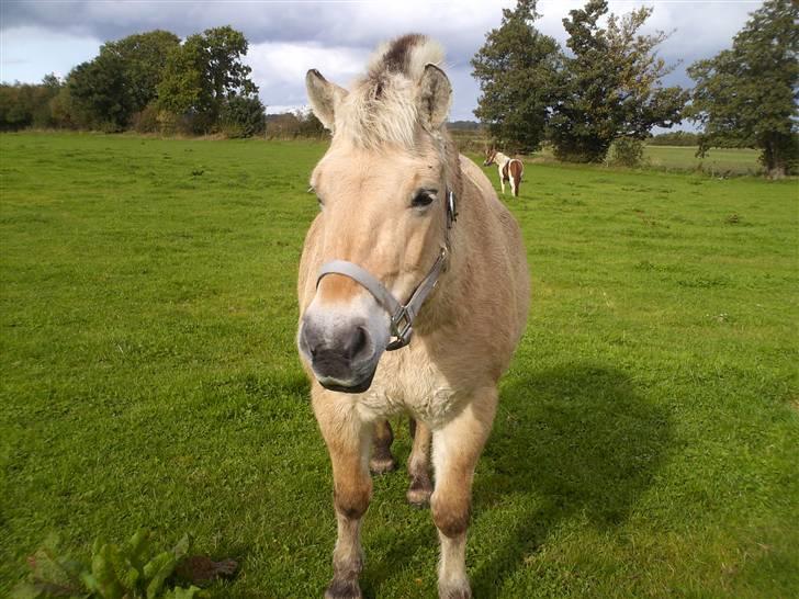 Fjordhest Tøsen billede 5