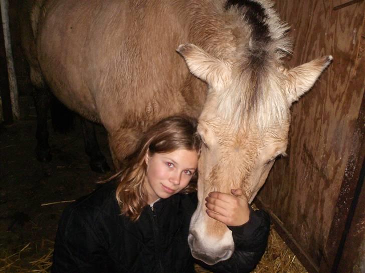 Fjordhest Tøsen billede 6