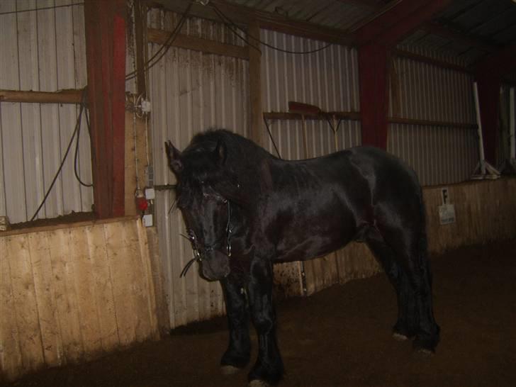 Frieser Vivaro -Byttet ***Tidl. hest*** - Første gang Vivaro er i ridehallen.. billede 4