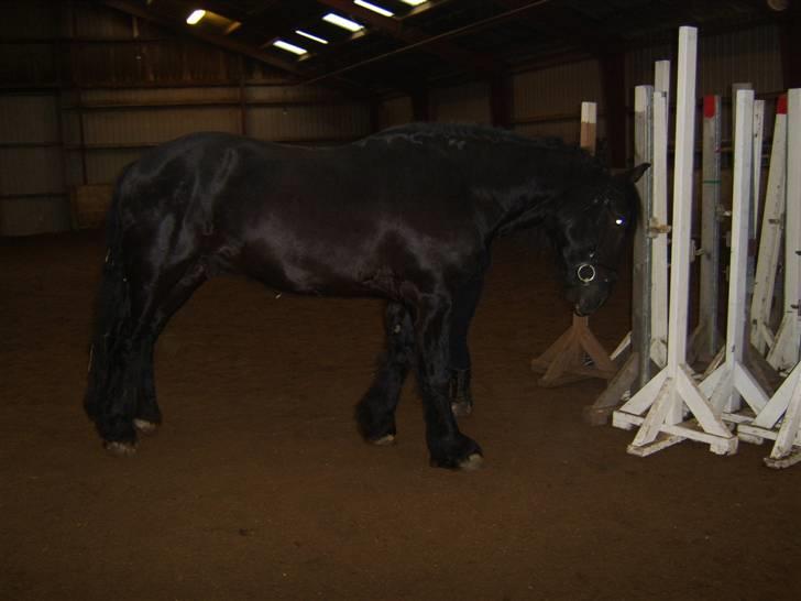 Frieser Vivaro -Byttet ***Tidl. hest*** - Første gang Vivaro er i ridehallen.... der skal udfordres... billede 5