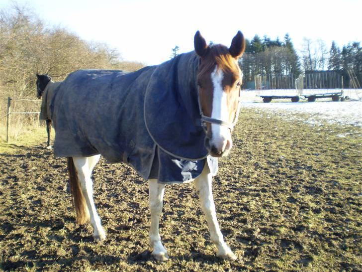 Pinto Bacardi Breezer - Dejligt med solskin, når man er på fold :) billede 5