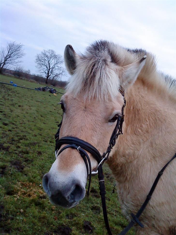 Fjordhest Tøsen billede 7