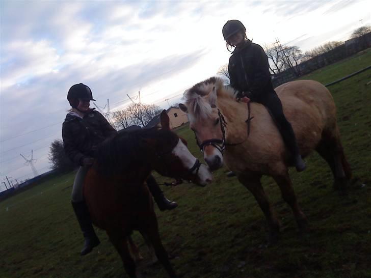 Fjordhest Tøsen - Stine & Smukke                              Mig & Tøsen billede 8