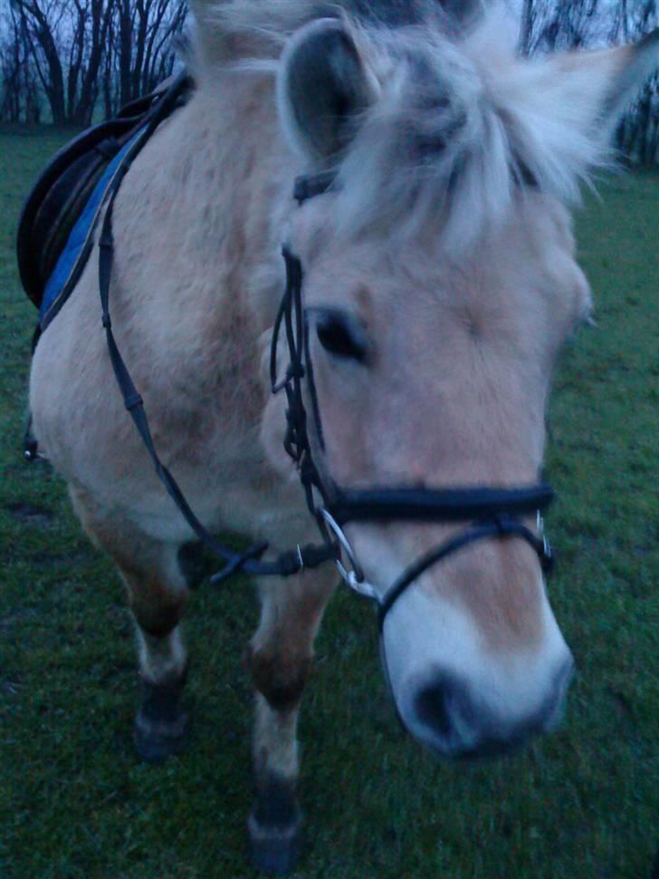 Fjordhest Tøsen billede 9