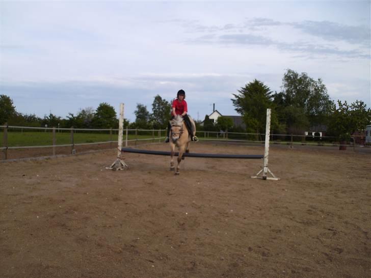 Fjordhest Tøsen - Tøsen og mig <3<3 billede 10