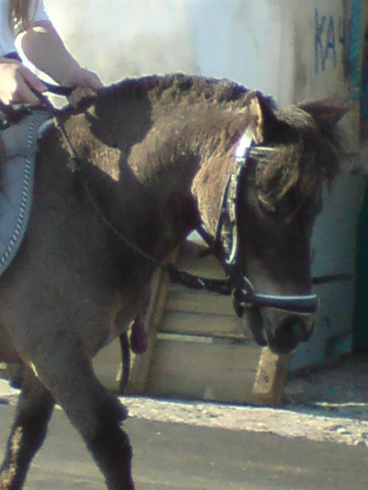 Shetlænder Lille skid (Solgt) - Lille Skid billede 9