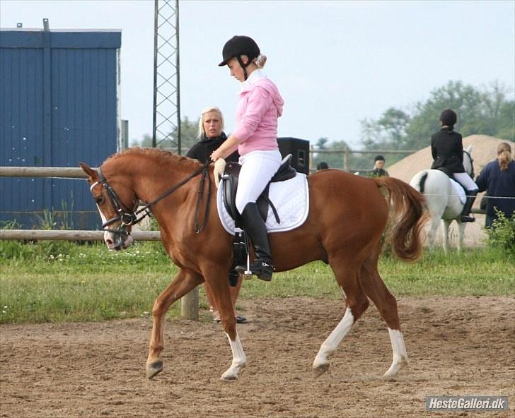 Tysk Sportspony Norano - opvarmning hedensted d. 27/6 :) foto: mette stelmach billede 9