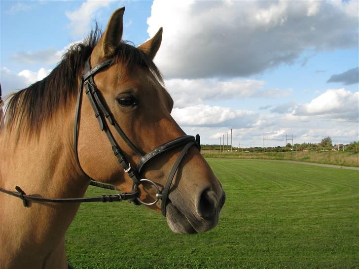Anden særlig race Frederik *SOLGT* billede 8